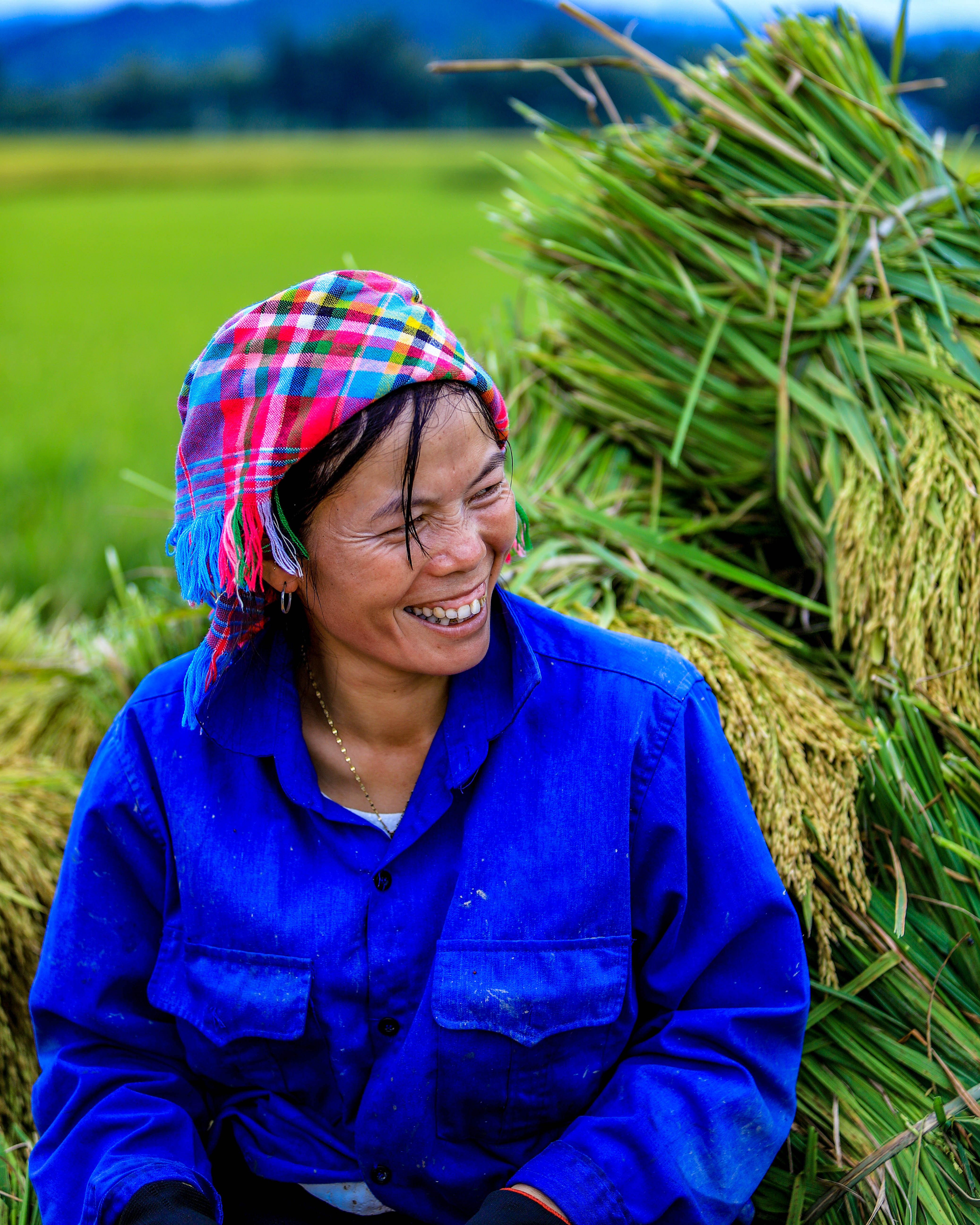 Niềm vui mùa gặt