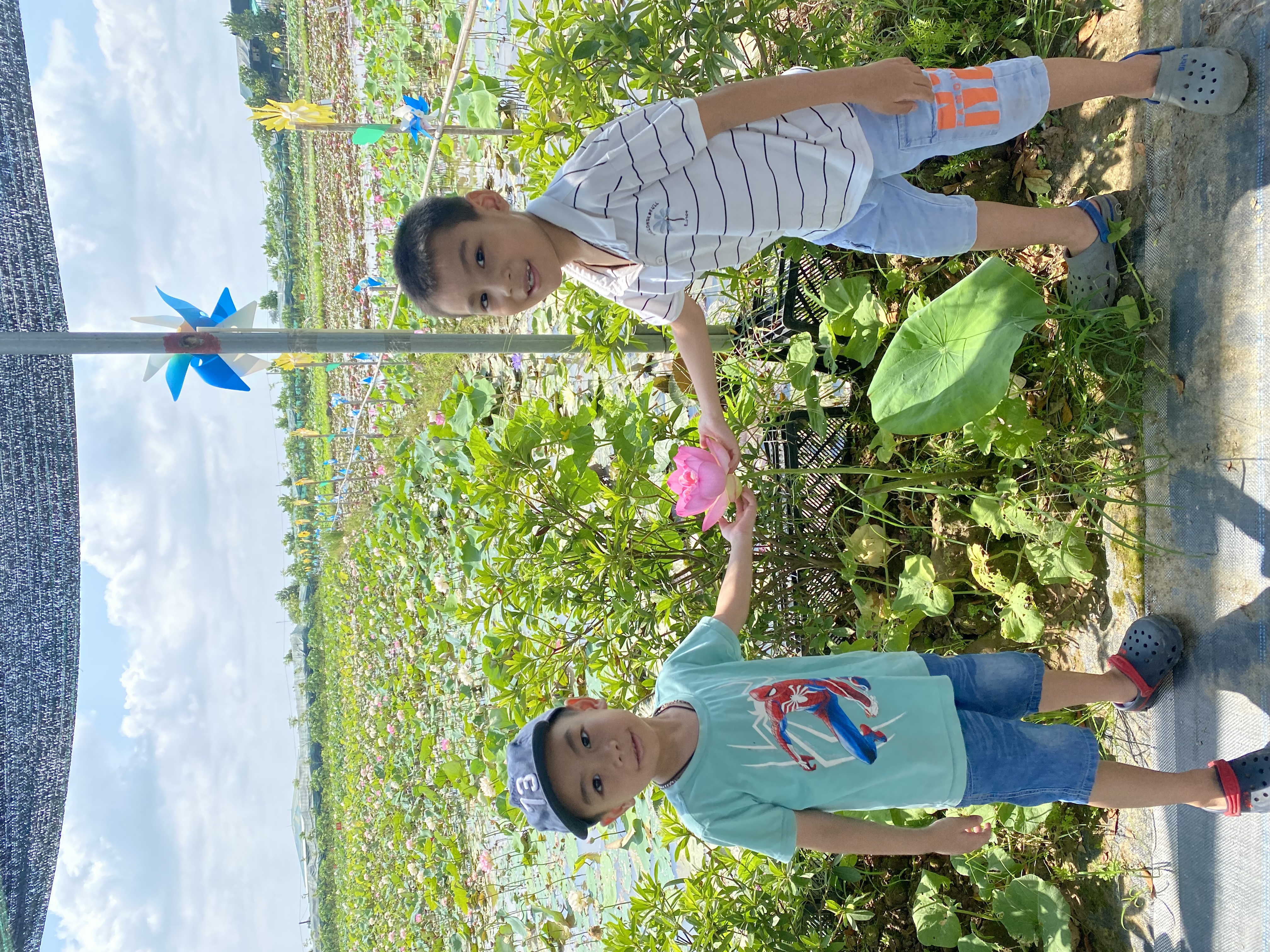 Thấy Sen là thấy hè