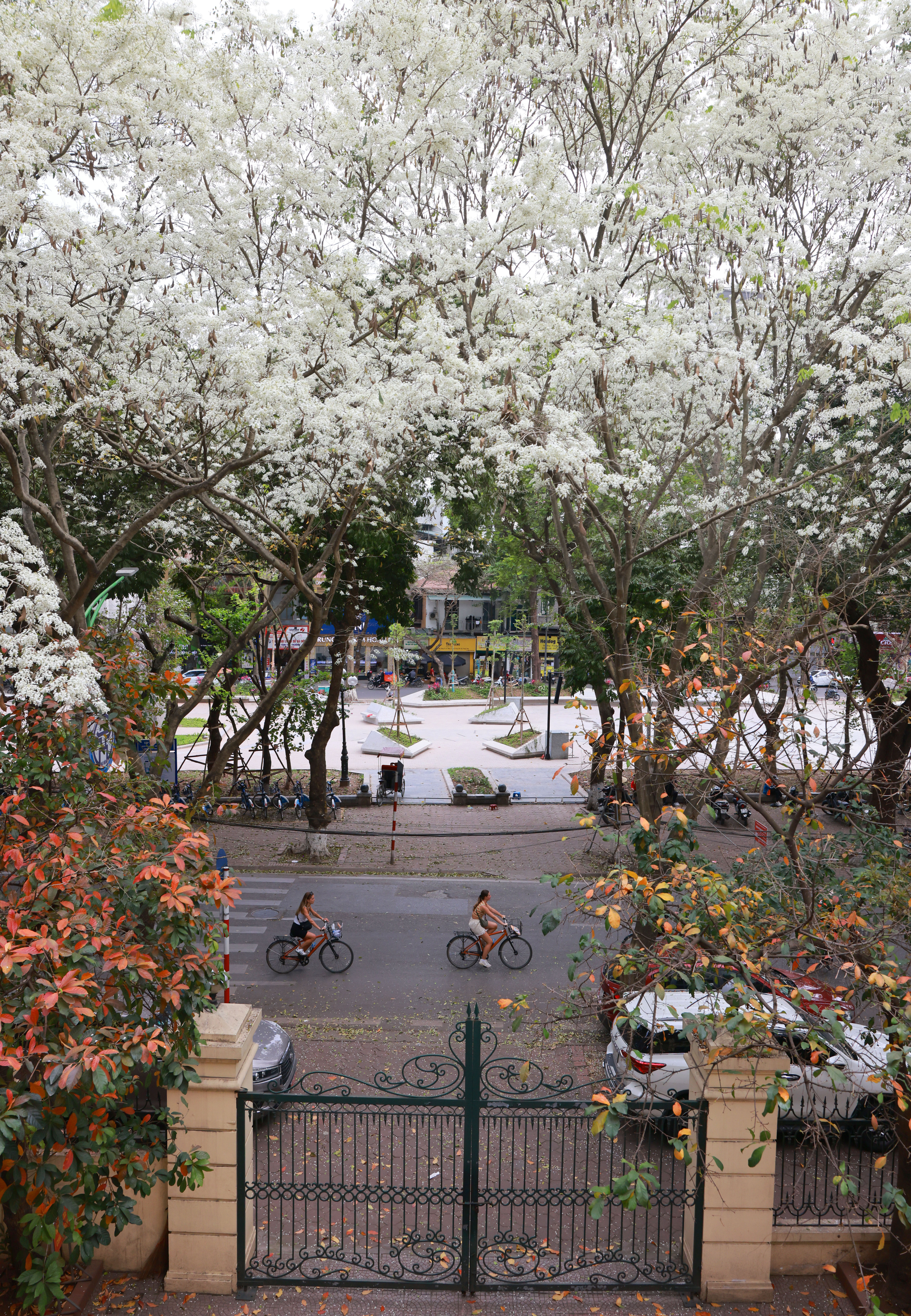 Đi qua mùa sưa trắng