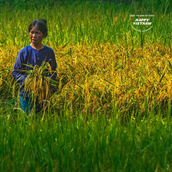 Lượm hạt vàng