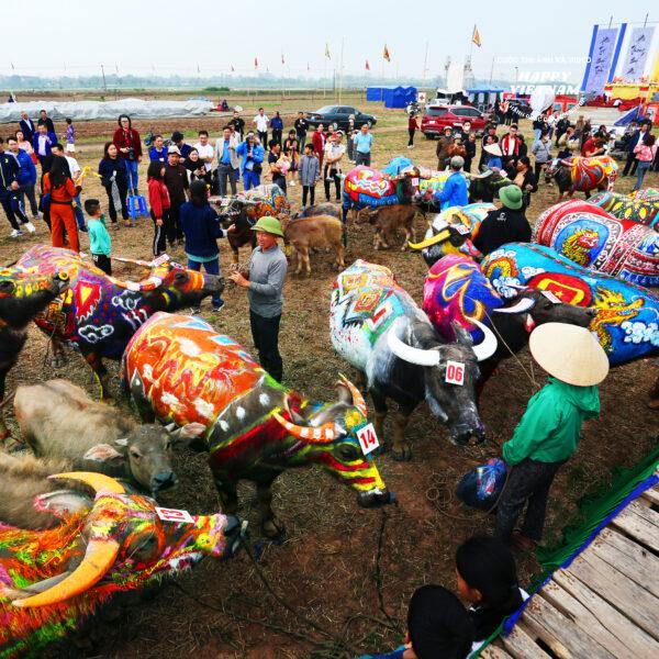 Những con trâu Tịch Điền